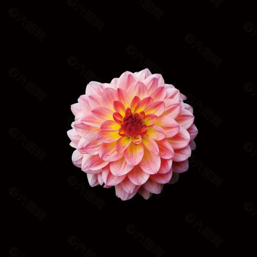 位图 写实花卉 植物 花朵 免费素材产品工业素材免费下载(图片编号
