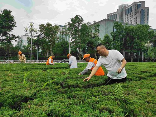 城市护绿人叶君国四十载耕耘园林绿化做履职尽责的城市美容师