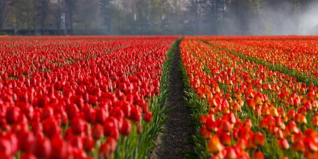 荷兰占世界花卉产品贸易量的近一半,占全球花卉球茎销售量的77%.